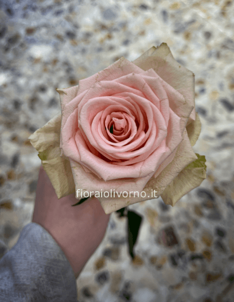 Rose colore rosa da comporre in mazzo per numero di steli.