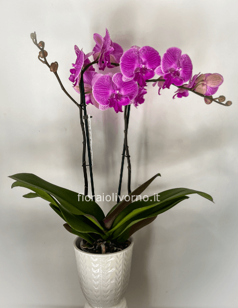 Pianta di Phaleonopsis, diversi colori a richiesta.